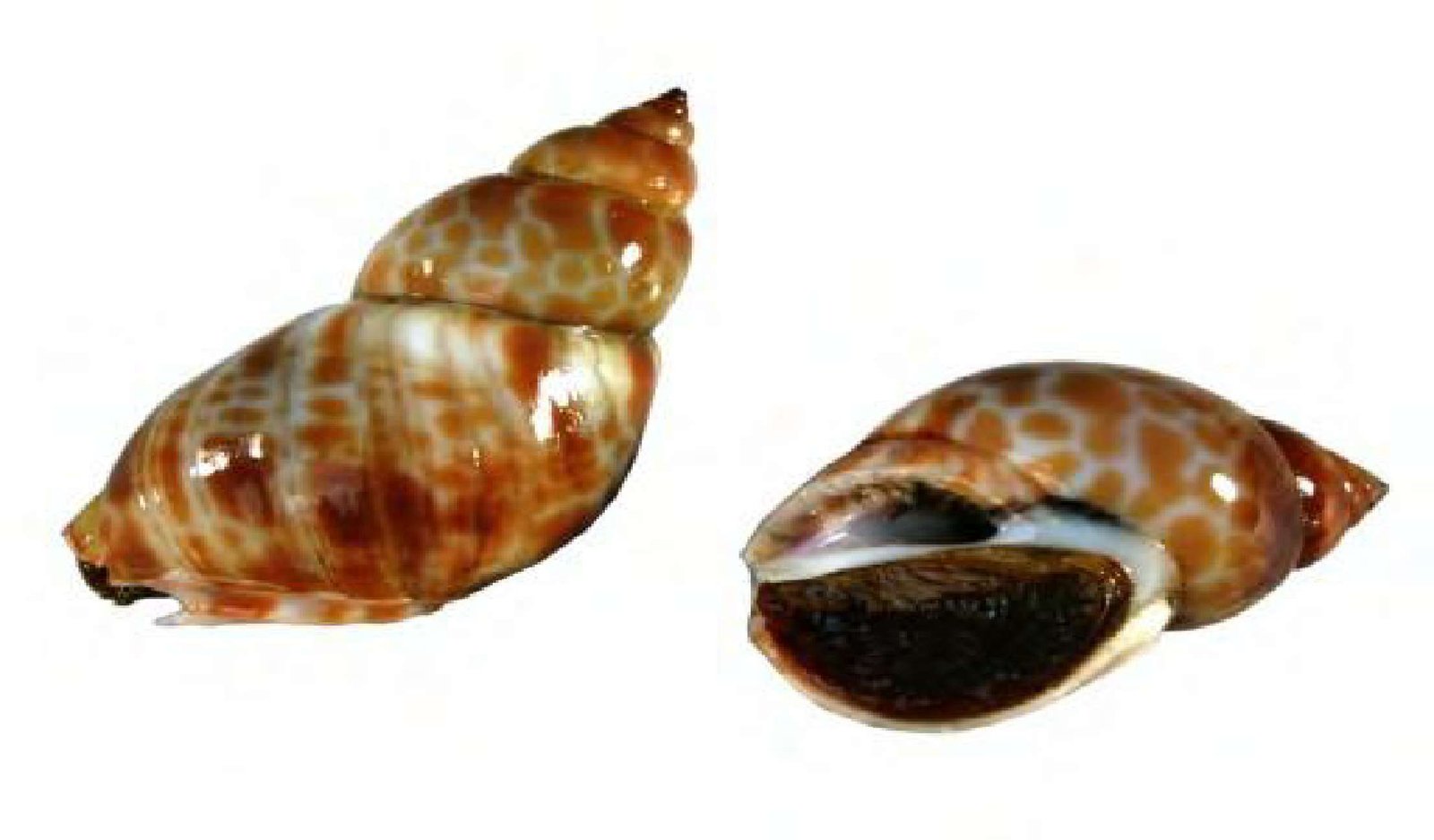 Shellavathi Fish Sree Lalithaa Marines