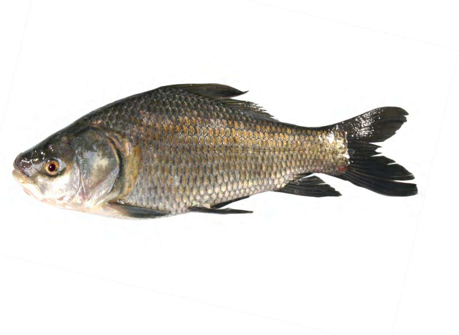 Shellavathi Fish Sree Lalithaa Marines