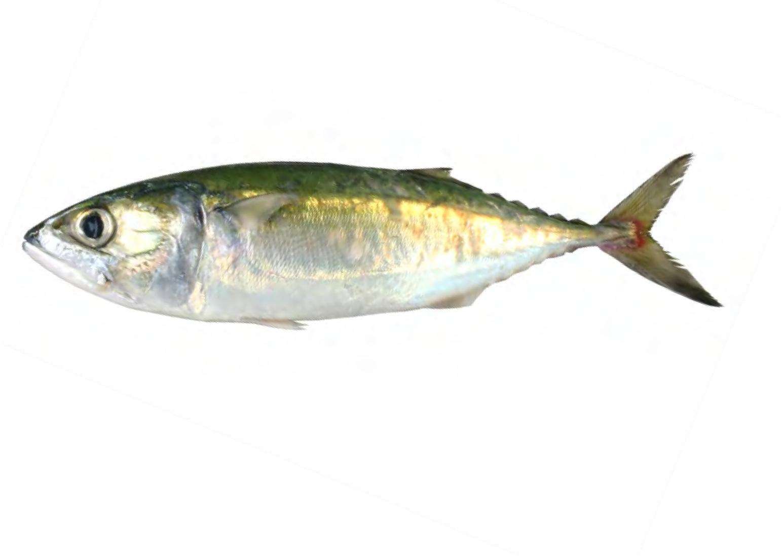 Shellavathi Fish Sree Lalithaa Marines