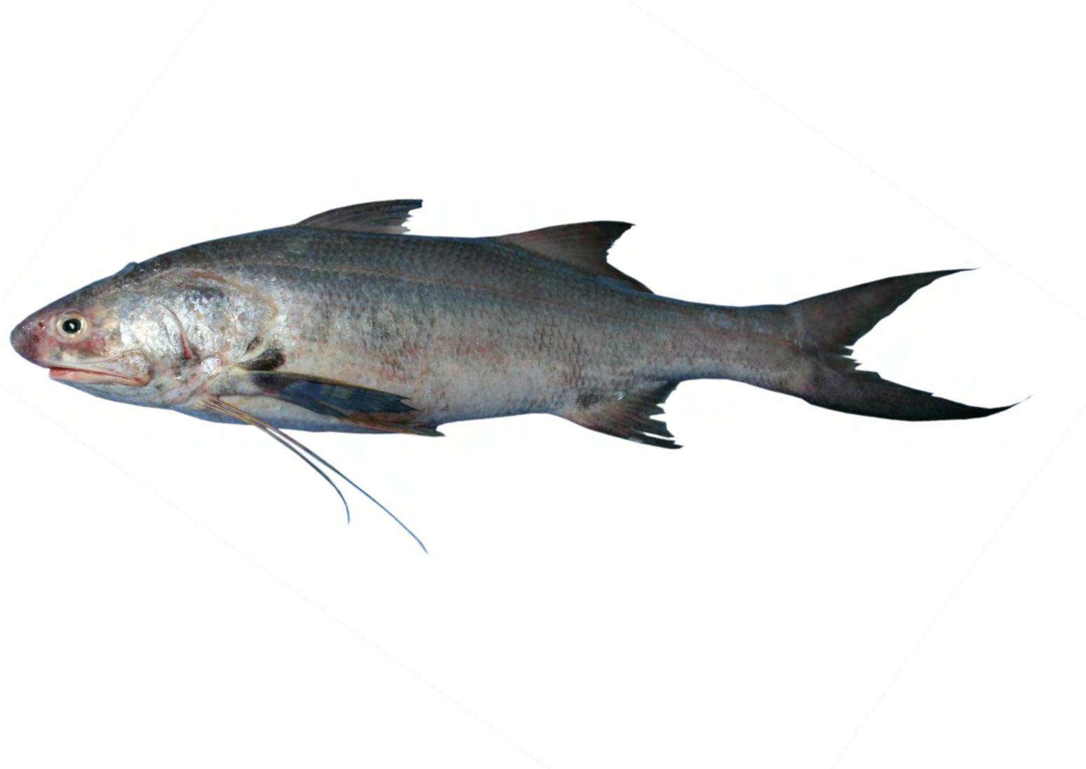Shellavathi Fish Sree Lalithaa Marines